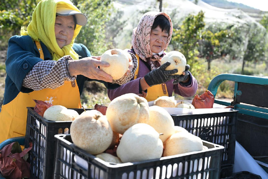 山东省青岛市即墨区金口镇千亩“诸葛酥梨”梨园果农在挑拣“诸葛酥梨”。（张涛 摄）
