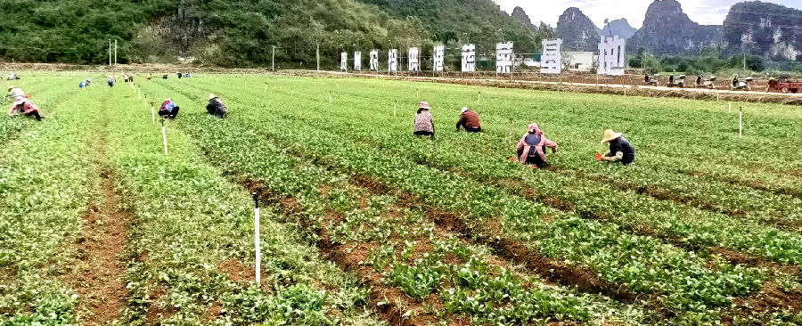 千亩供港蔬菜基地一角（陶胜平 摄）