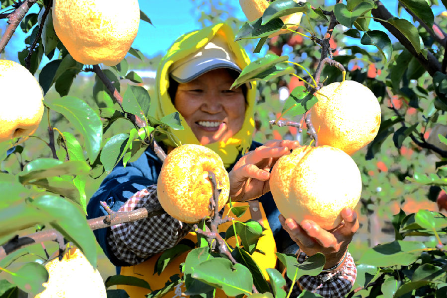 山东省青岛市即墨区金口镇千亩“诸葛酥梨”梨园果农在采摘“诸葛酥梨”。（张涛 摄）