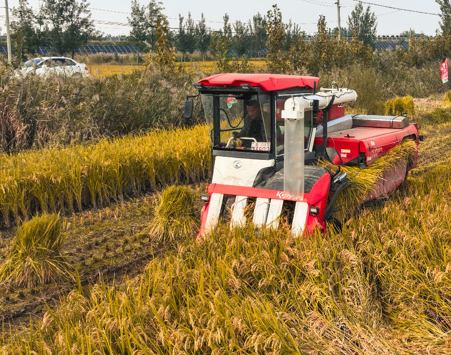 鱼台县水稻迎来收割（李世忠 摄）