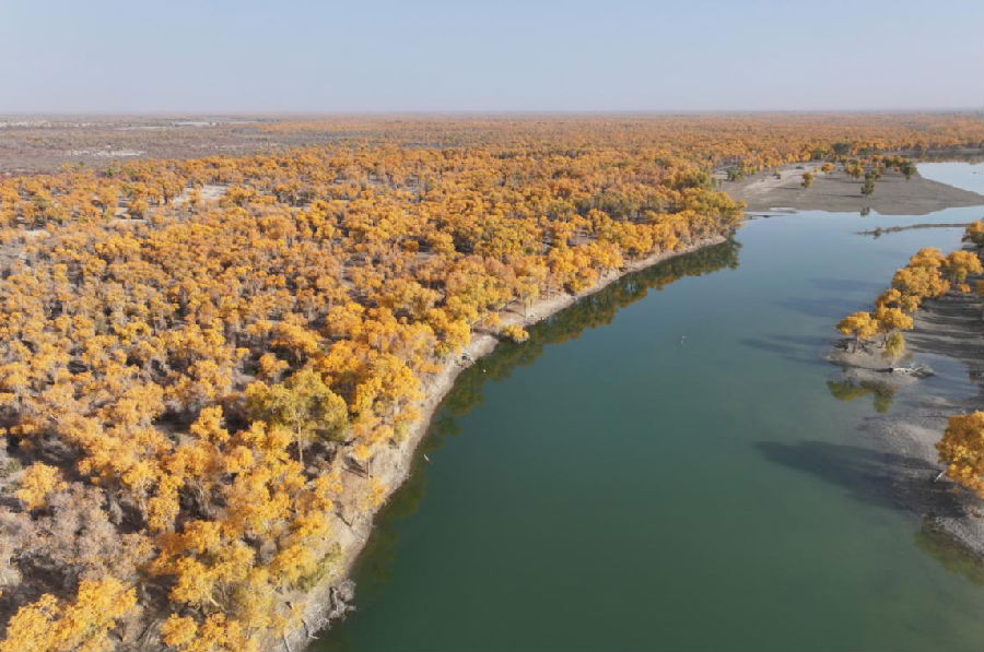 金黄的胡杨与碧绿的水面构成一幅壮阔的秋日美景色（王陇江 摄）
