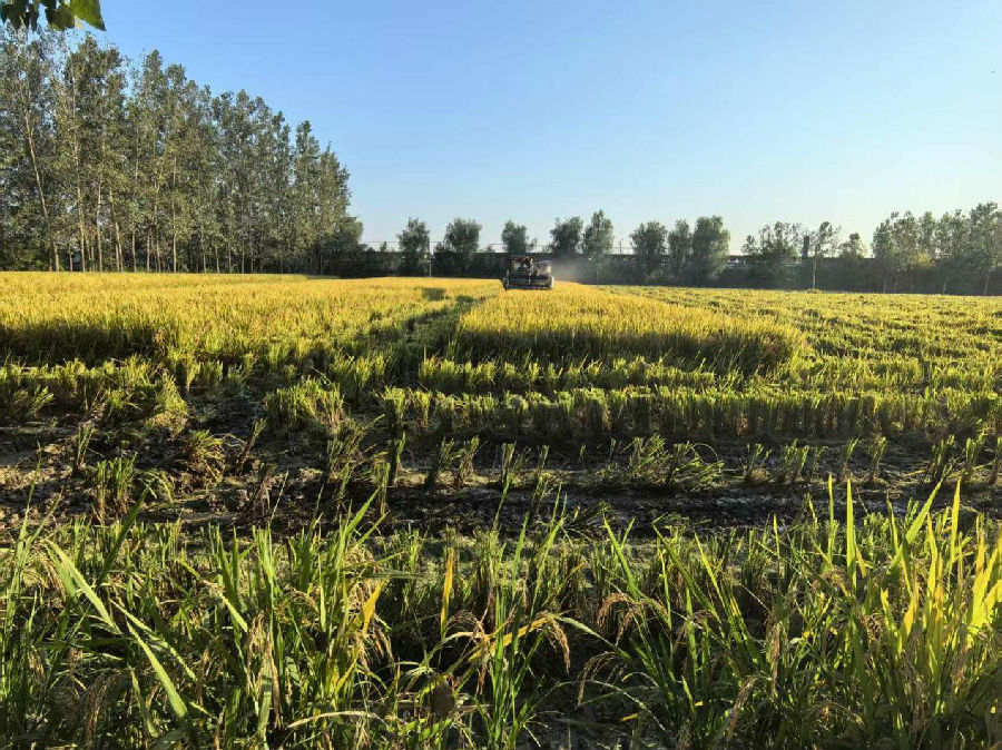 高作镇姚绳村秋收现场（寇刚 摄）