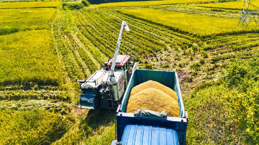 丰收现场 （陈乐 摄）