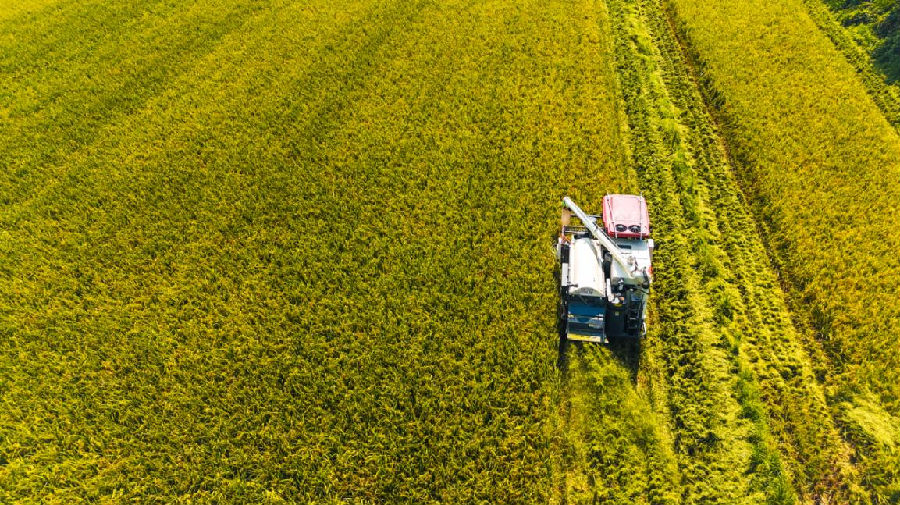 丰收现场 （陈乐 摄）