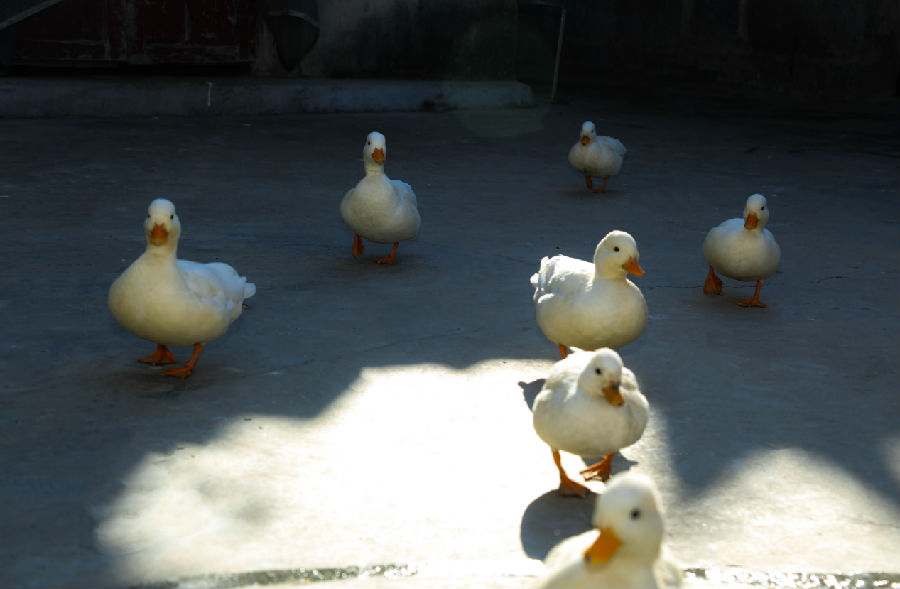 严其猛饲养的宠物鸭（钟子怡 摄）