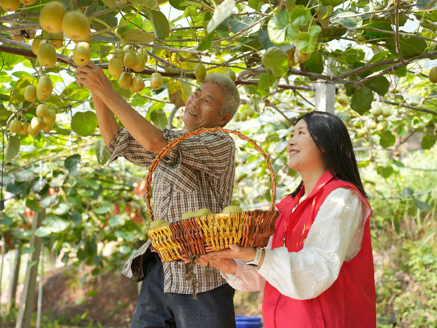 采摘有机果（廖志 摄）