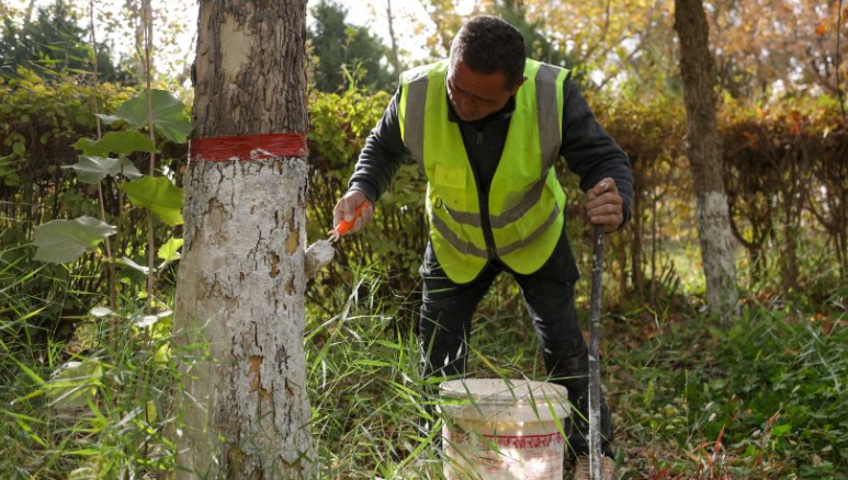 工作人员在为树木刷白（高依然 摄）
