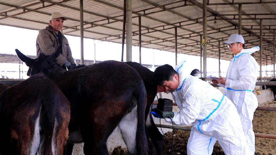 工作人员在为毛驴进行健康体检（克德尔娅·艾买提 摄）