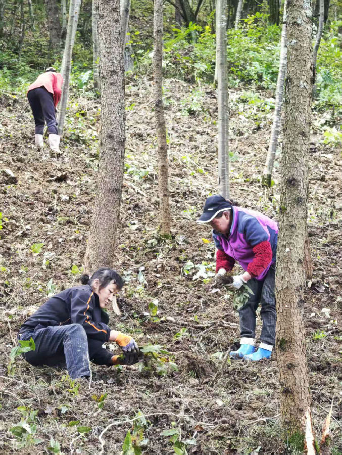 村民栽种现场（曾媛 摄）