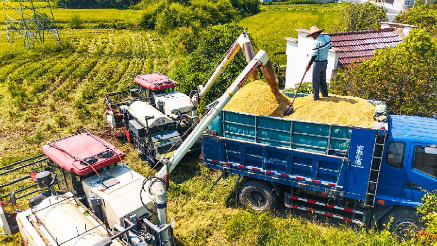 丰收现场 （陈乐 摄）