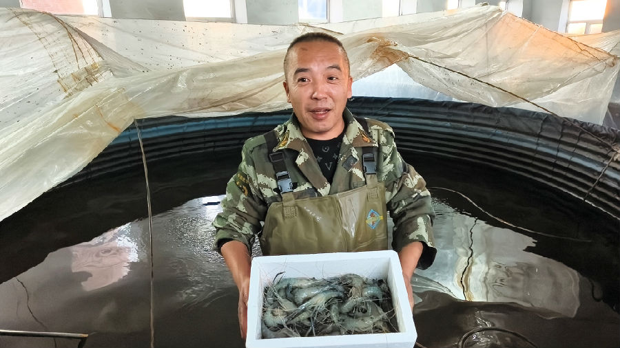 逊克县车陆乡车陆村罗氏虾养殖户王立明喜获丰收(陈莹莹 摄）