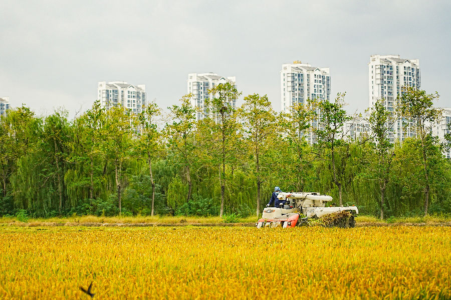 一台台收割机穿梭作业勾勒出一派繁忙又热闹的秋收图景（汪宇陆 摄）