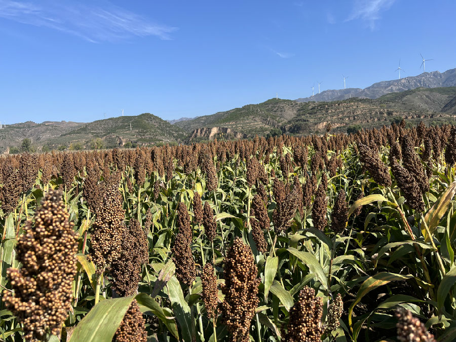  娄烦县高粱喜获丰收（王文杰 摄）