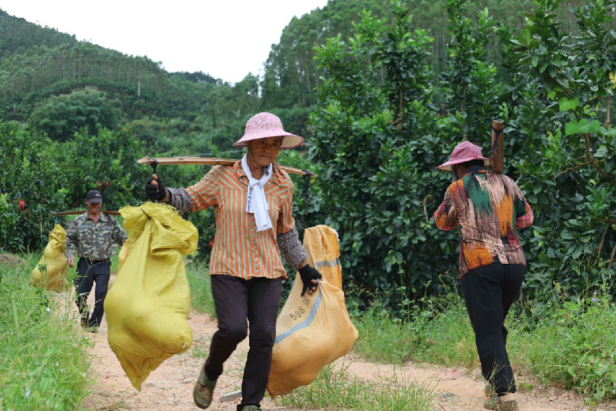 果农正在搬运蜜柚，田间弥漫着丰收的喜悦。（林阿芬 摄）