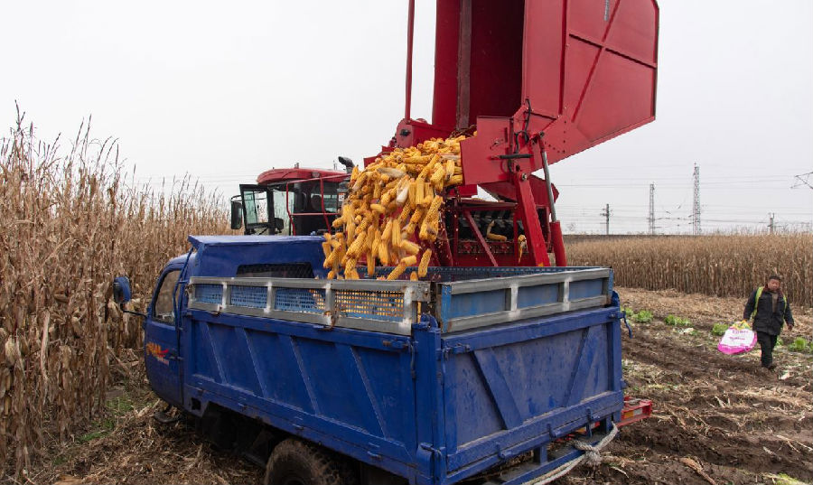 联合收割机将玉米倾泻入车（楚向东 摄）