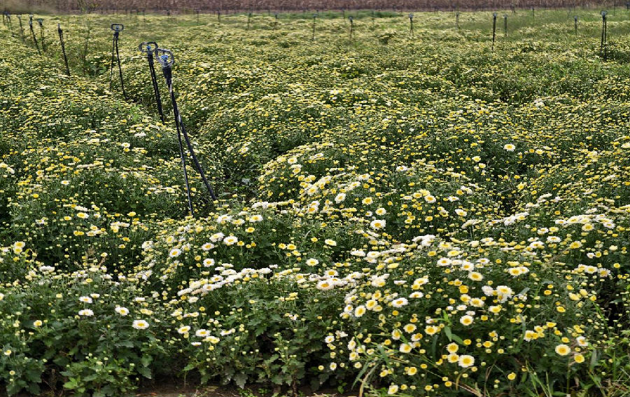 种植试验田（王道祥 摄）