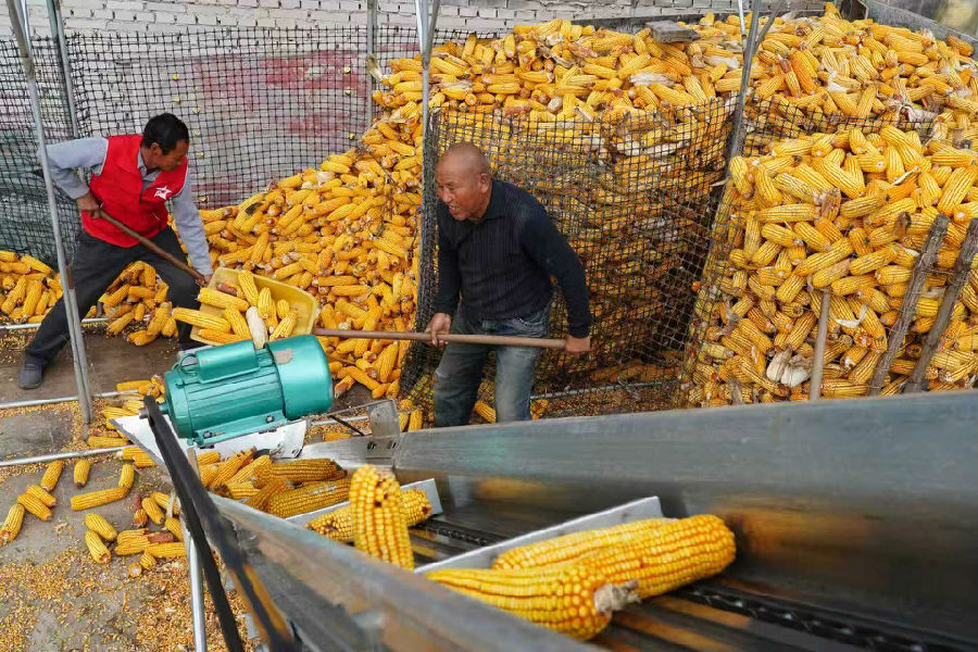  下关乡村两委干部帮助农户抢收玉米（张宗昌  摄）