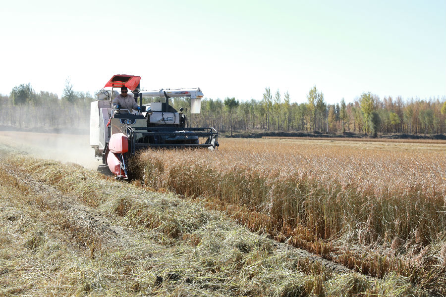  全程机械化收割水稻（杨悦 摄）