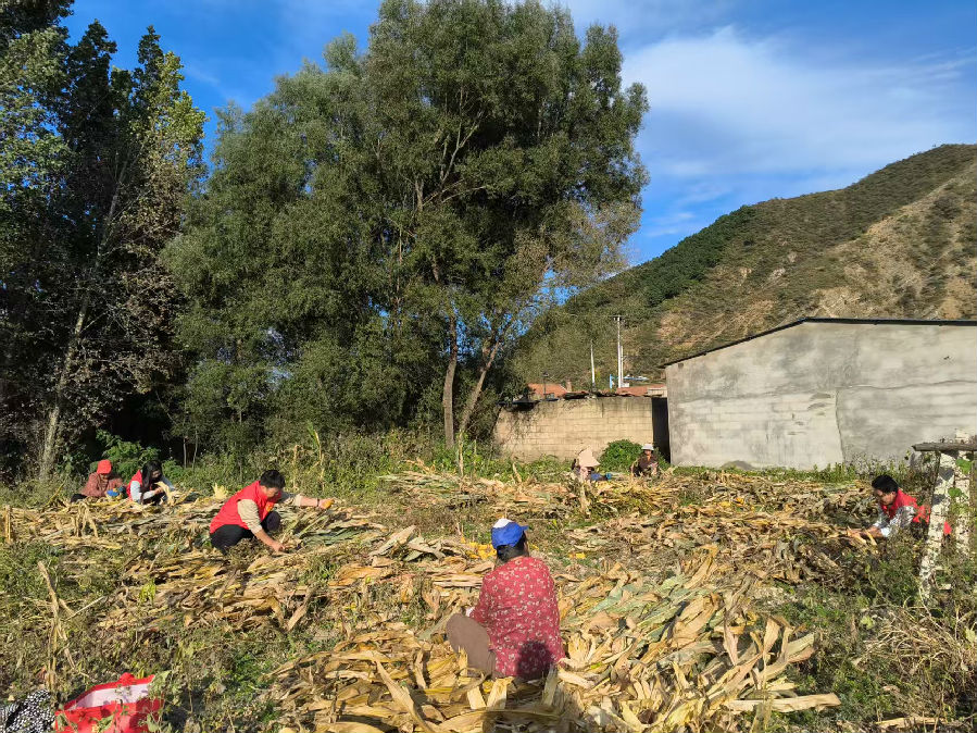 田间地头党员与群众并肩抢收（张宗昌 摄）