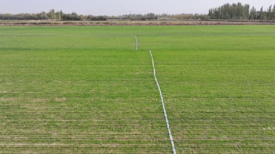 冬小麦进入分蘖期，连片的麦苗长势喜人，在阳光下显得格外茁壮。（张勇 摄）