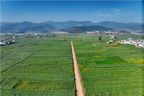 巍山县庙街镇秋冬农业示范区（周旭 摄）