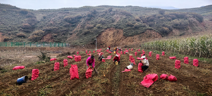  农户抢收马铃薯，田间一片丰收景。（王文杰 摄）
