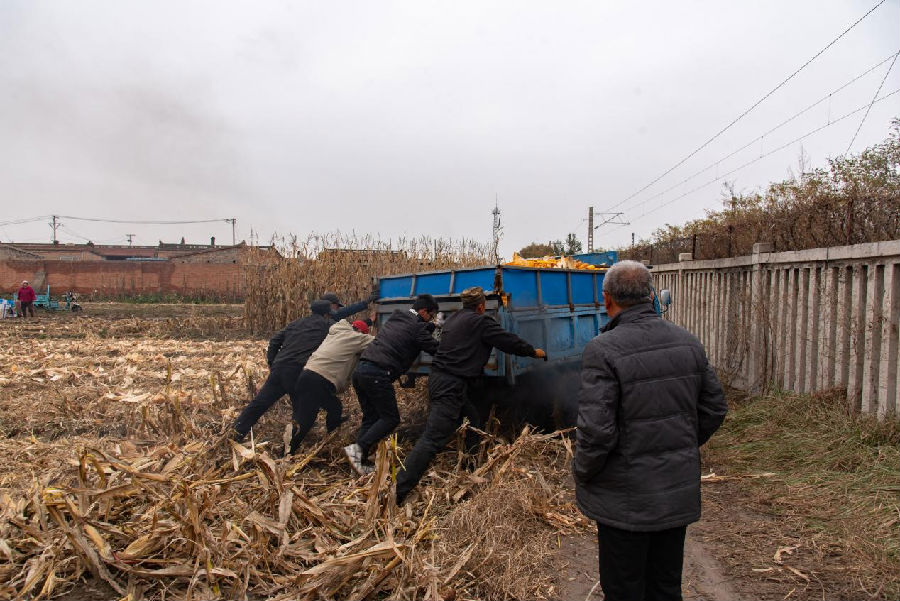 村民齐心协力推动运粮车脱困（楚向东 摄）