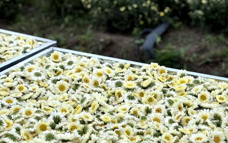 菊花丰收（王道祥 摄）