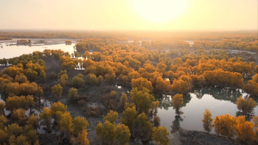 如今在塔里木河两岸长势良好的全世界面积最大的原生态胡杨林（程磊 摄）