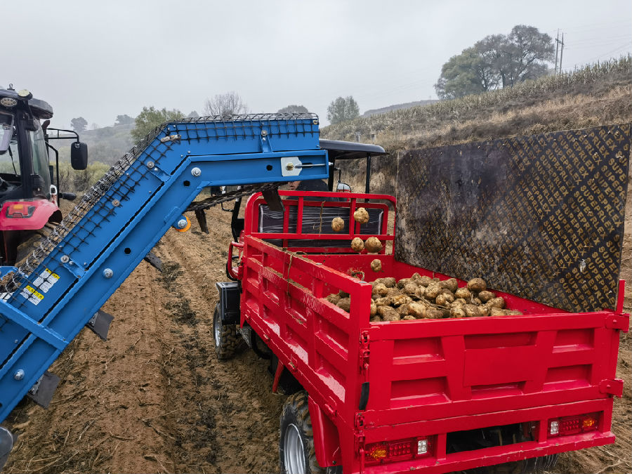 机械化采收让秋收更高效（王文杰 摄）