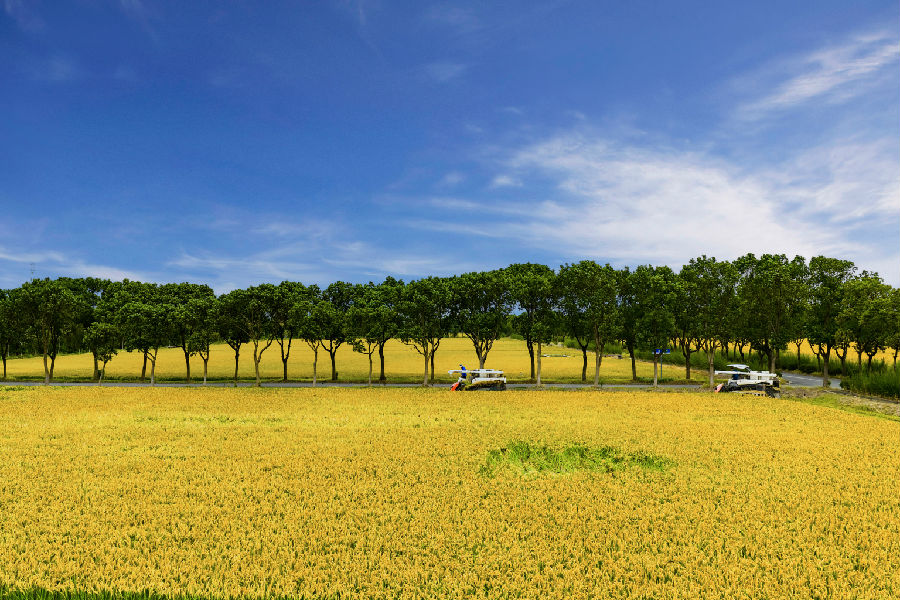 一台台收割机穿梭作业勾勒出一派繁忙又热闹的秋收图景（汪宇陆 摄）