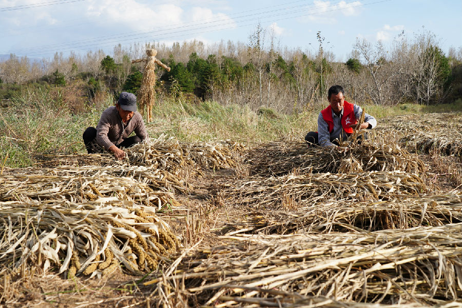  东河南镇清泥涧村党员干部帮助村民秋收  （张宗昌  摄）