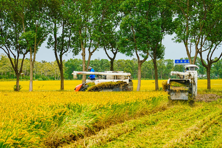 一台台收割机穿梭作业勾勒出一派繁忙又热闹的秋收图景（汪宇陆 摄）