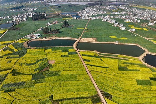 冬季油菜和青蚕豆连片种植（周旭 摄）