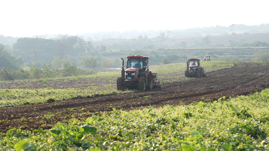 抢播油菜现场（蔡丹丹 摄）