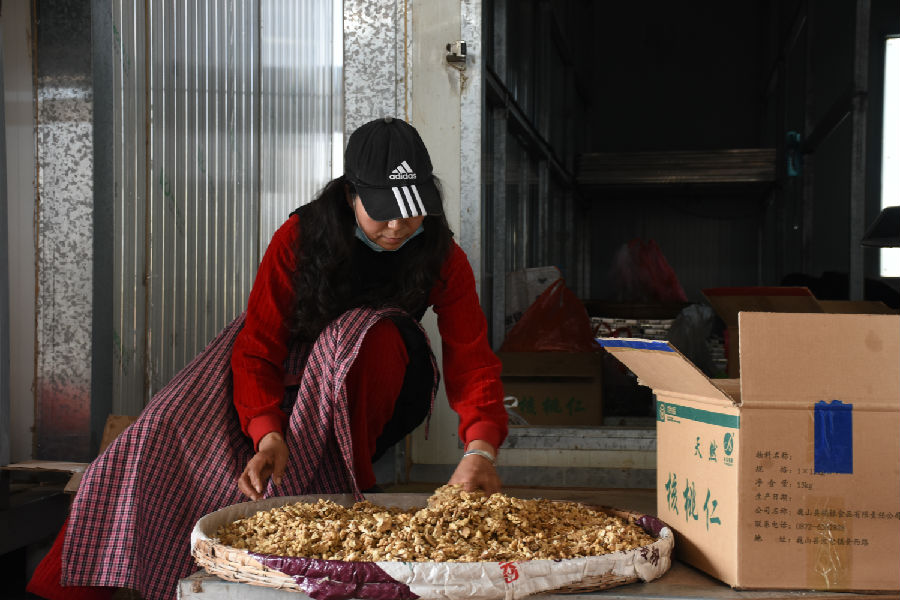 工作人员正在进行核桃仁分装回收（彭艳敏 摄）