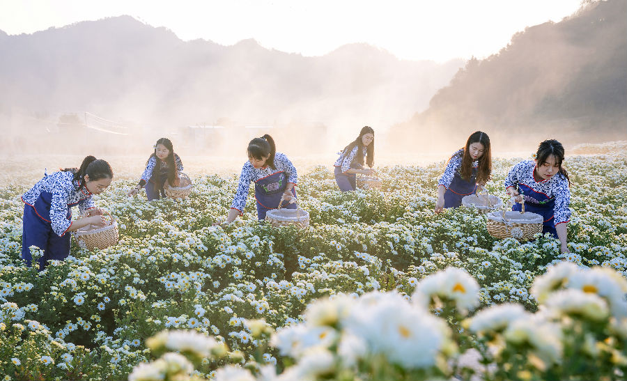 菊花采摘现场（周忠 摄）