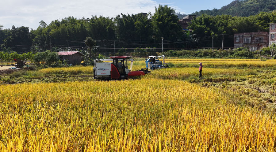 农机手熟练驾驶收割机在稻田穿梭（梁恺琦 摄）