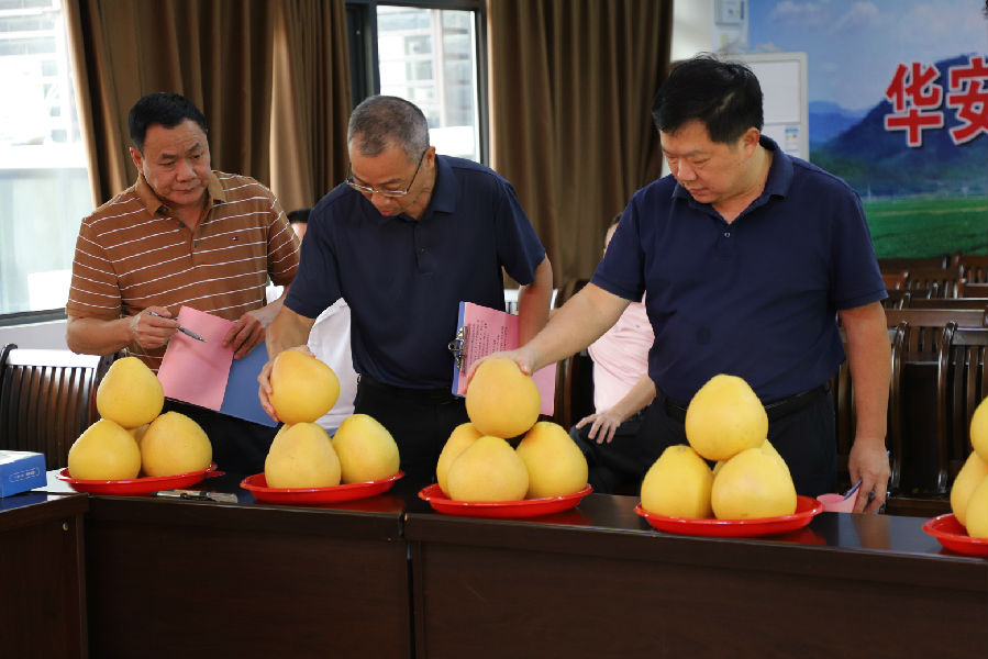 评委正在品鉴坪山柚（陈秀妹 摄）