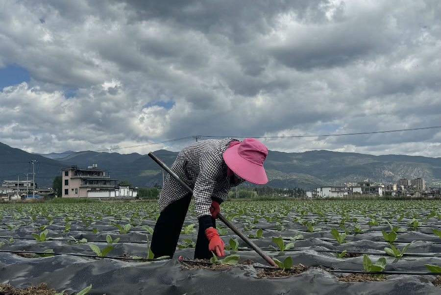作物田间管理（谭煜檑 摄）