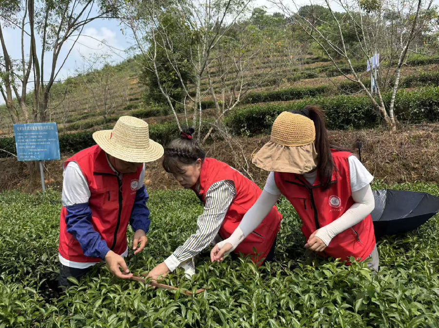 广西绿异茶树良种研究院研究员覃秀菊在梧州市长洲区倒水镇东方美人茶叶基地开展植物氨基酸等新产品示范推广。（姚佳玲 摄）