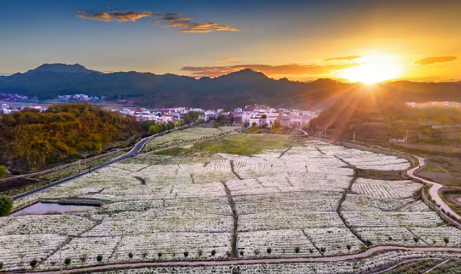麻城福田河镇福白菊种植基地（胡成 摄）