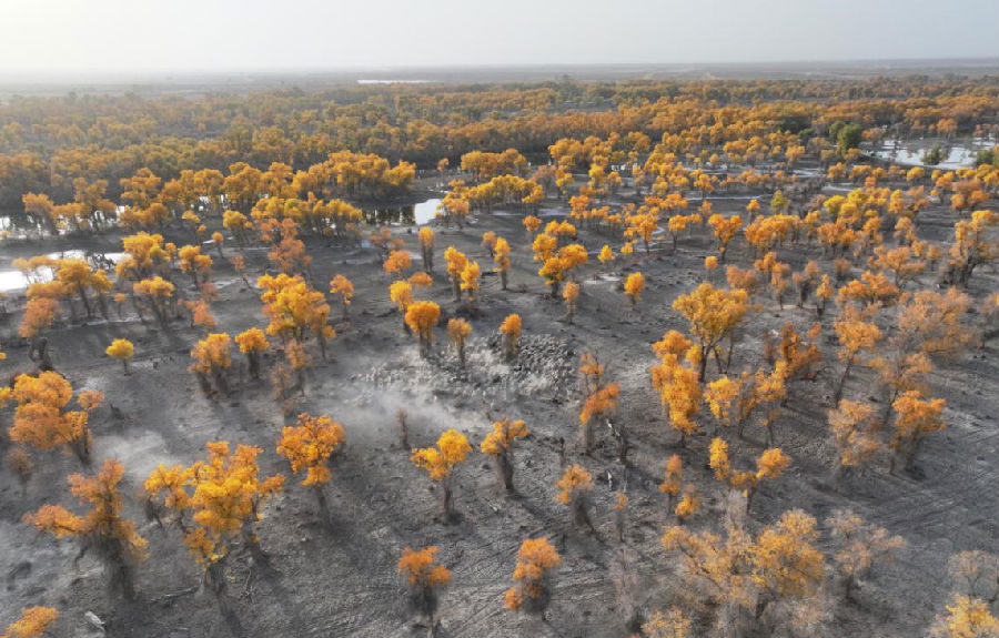 错落有致的金色胡杨林（王陇江 摄）