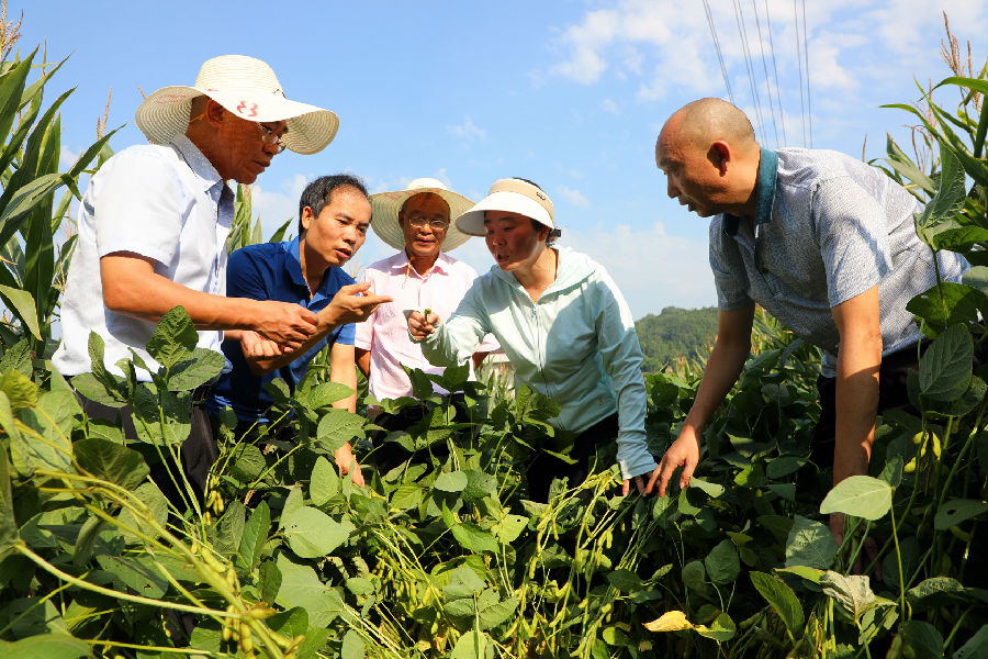 农技专家深入田间地头为“新农人”传经送宝 （李同周 摄）