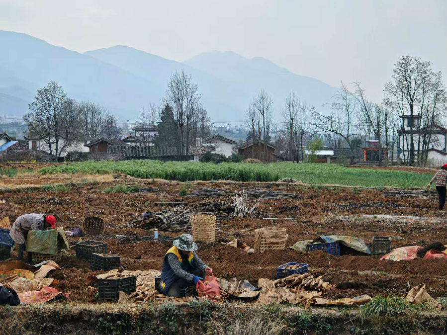 村民正在采收山药（彭孝琴 摄）