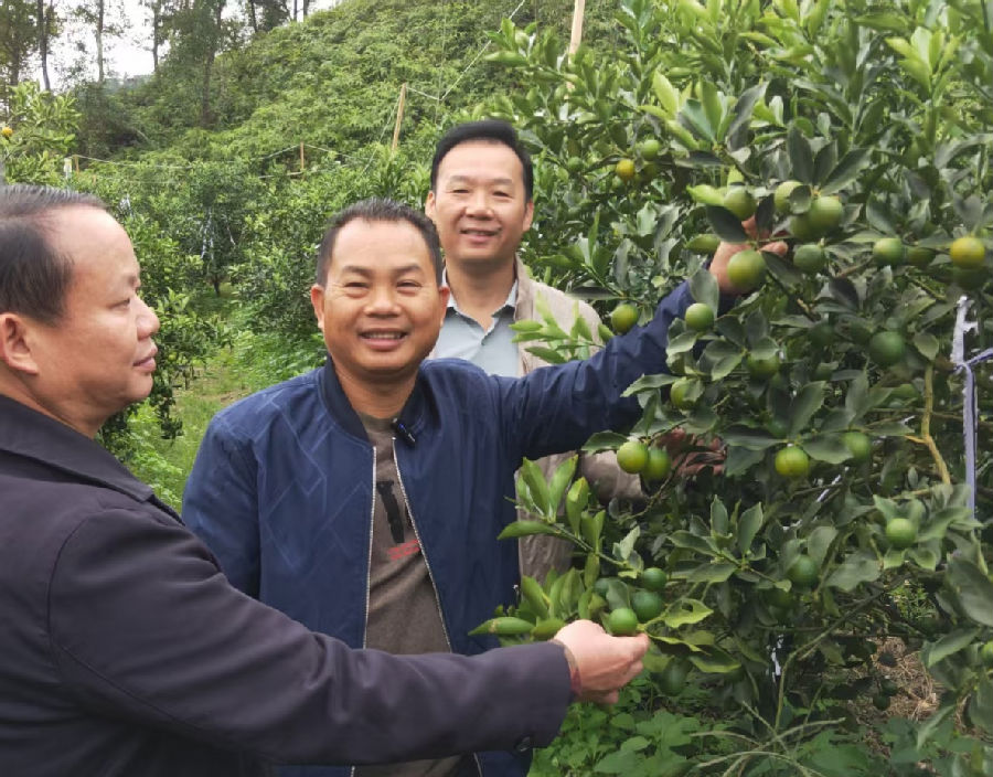 负责人正在介绍即将成熟的金桔（韩睿琦 摄）