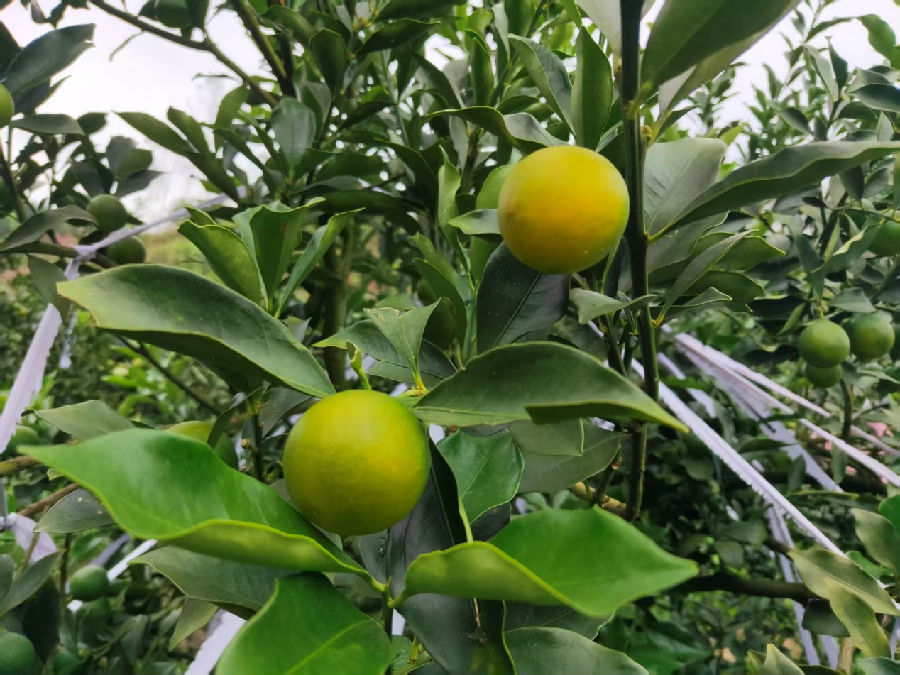 即将成熟的金桔（韩睿琦 摄）