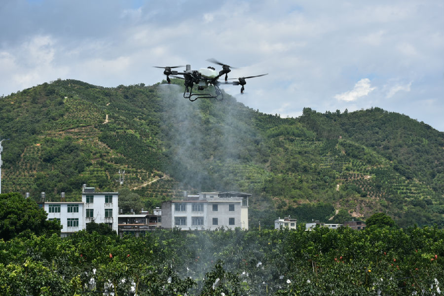 在平和县坂仔镇，植保无人机正在喷洒农药。（赖桂碧 摄）