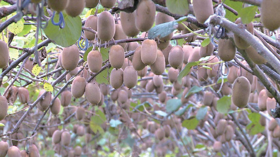 吴窑镇诱人的猕猴桃园（沈群山 摄）