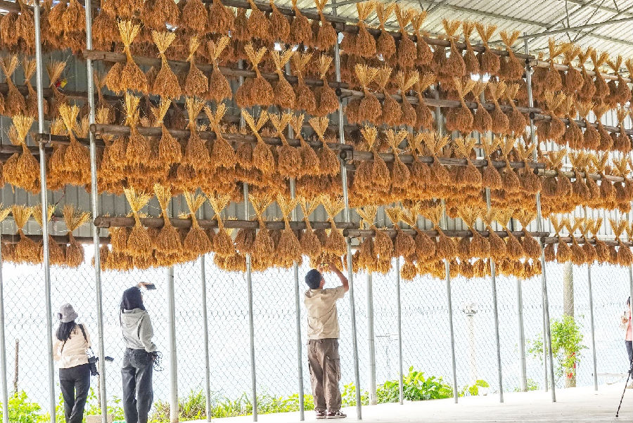 悬挂阴干的稻穗（喻湘泉 摄）